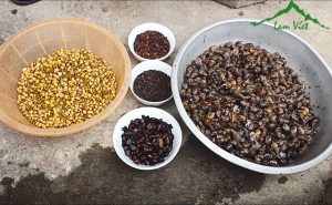 Mồi câu cá chép bằng hạt dổi cực kì hiệu quả