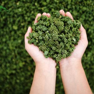 Hình ảnh nụ hoa tam thất bao tử loại thượng hạng