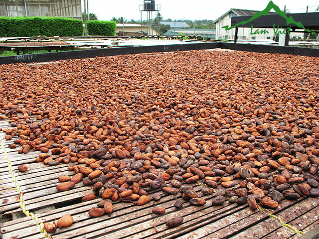 Quy trình chế biến chocolate từ quả cacao bao gồm những bước nào?
