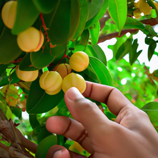 Cách làm mứt cà na ngon tuyệt cho gia đình và bạn bè