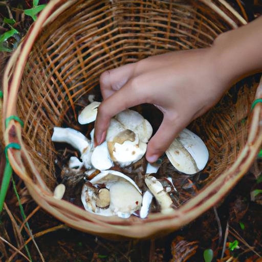 Cách nấu canh nấm rơm: Hướng dẫn chi tiết từng bước
