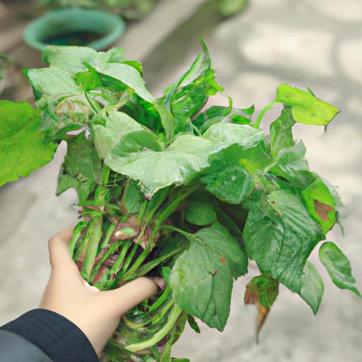 Cách nấu canh dưa ngon và bổ dưỡng