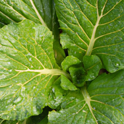 Cách nấu rau cải cúc: Tìm hiểu đặc điểm và giá trị dinh dưỡng của rau ...