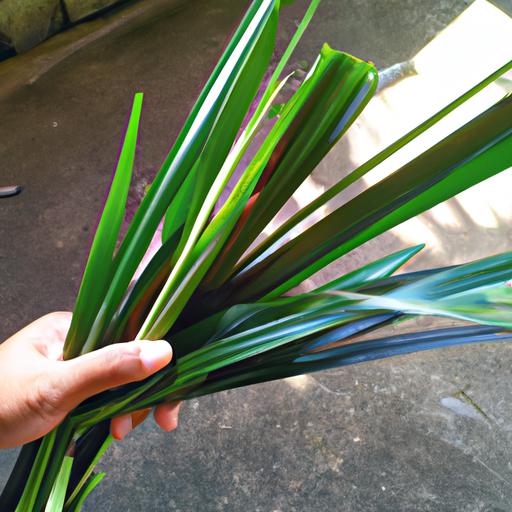 Cách nấu thạch đen Cao Bằng – Hướng dẫn chi tiết từ A đến Z