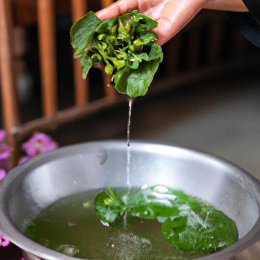 Cách nấu nước lá lốt để uống: Tìm hiểu về lá lốt và lý do nên uống