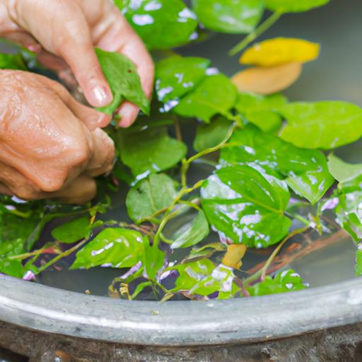 Cách nấu nước lá lốt để uống: Tìm hiểu về lá lốt và lý do nên uống