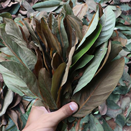 Cách Nấu Nước Lá Ổi – Tất Tần Tật Về Nước Lá Ổi