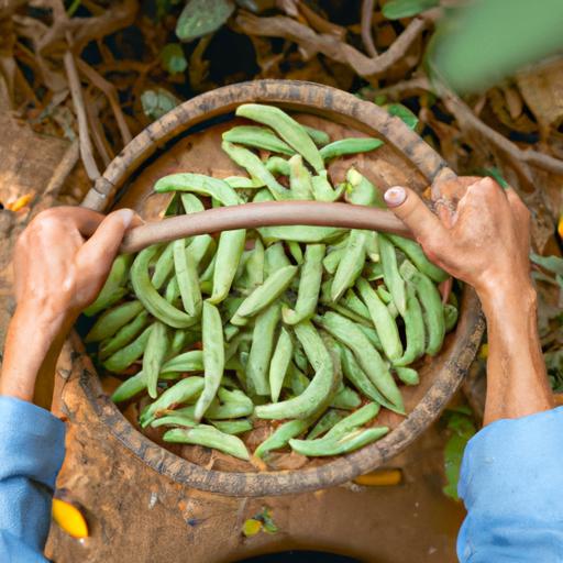 Cách nấu nấm thượng hoàng: Tìm hiểu về loại nấm đắt giá
