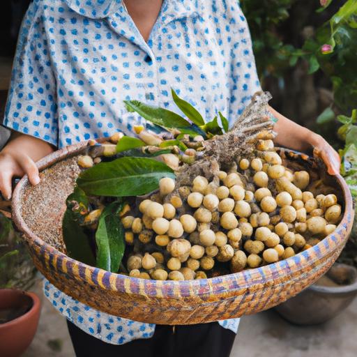 Cách nấu chè nhãn tươi: Hương vị đậm đà của món tráng miệng truyền thống